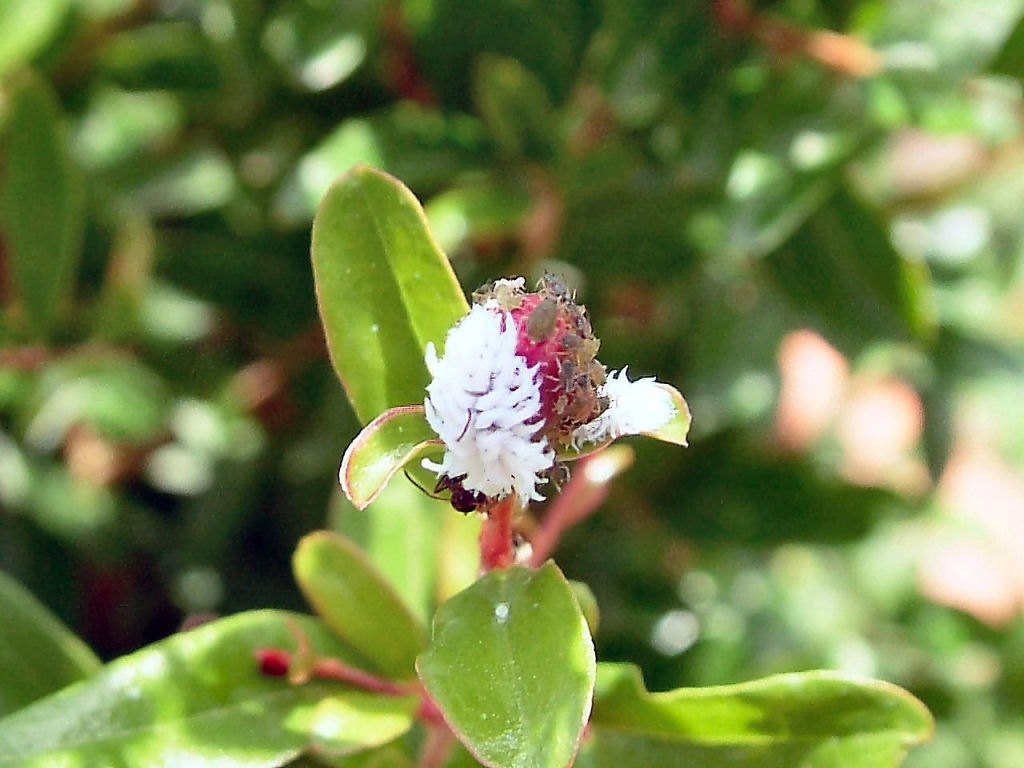 Afidi, formiche e.... larva di Coccinellidae in predazione